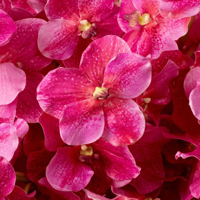 BOUQUET OF VANDA ORCHIDIS REAL TOUCH 24 PCS