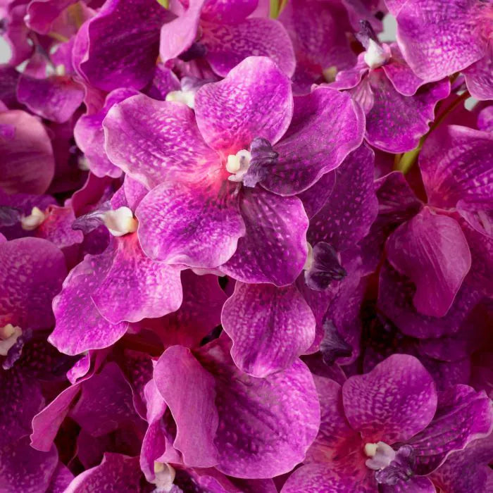 BOUQUET OF VANDA ORCHIDIS REAL TOUCH 24 PCS