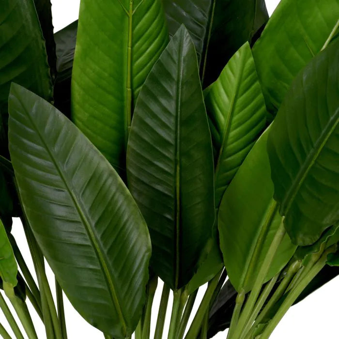 BUNDLE OF STRELITZIA LEAVES OF 36 PCS