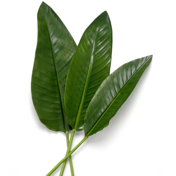 BUNDLE OF STRELITZIA LEAVES OF 36 PCS