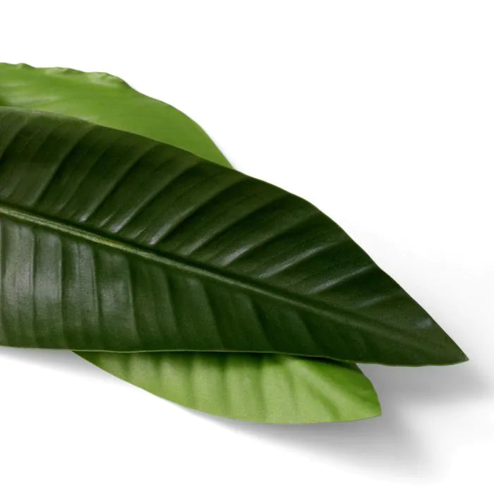 BUNDLE OF STRELITZIA LEAVES OF 36 PCS