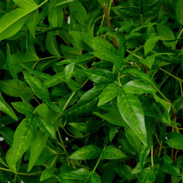 BUNDLE OF TENDER LEAVES 36 PCS
