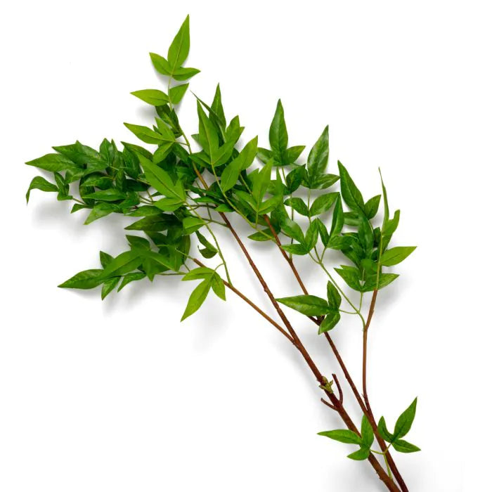 BUNDLE OF TENDER LEAVES 36 PCS