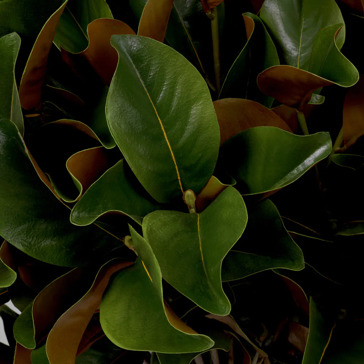 BUNDLE OF MAGNOLIA LEAVES 24 PCS
