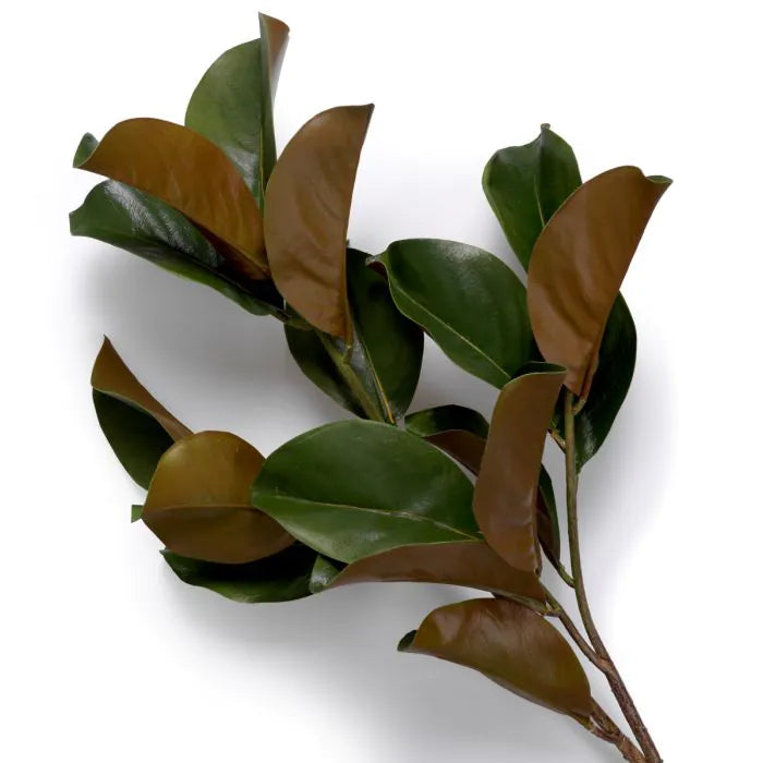 BUNDLE OF MAGNOLIA LEAVES 24 PCS