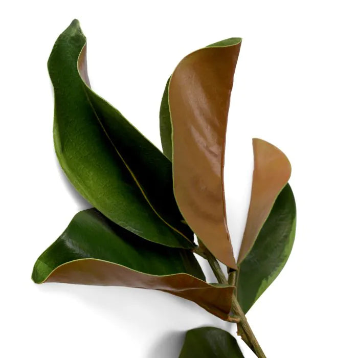 BUNDLE OF MAGNOLIA LEAVES 24 PCS