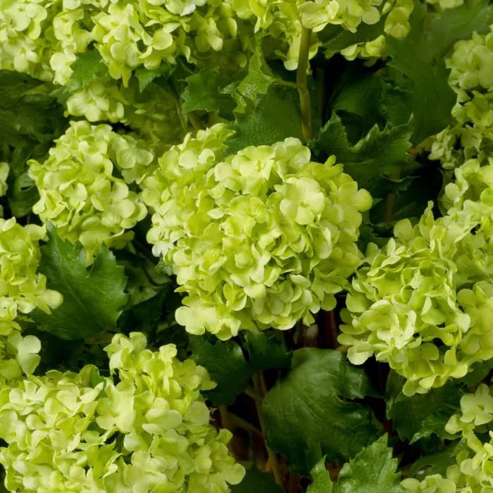 BOUQUET OF HYDRANGEAS REAL TOUCH 36 PCS