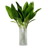 BUNDLE OF STRELITZIA LEAVES OF 36 PCS